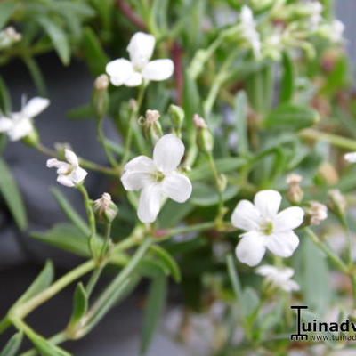 Gypsophila repens ‘Alba' - 