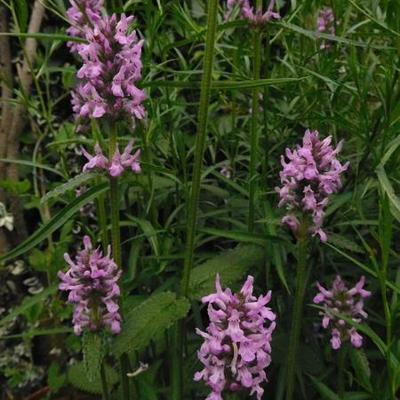 STACHYS MONNIERI 'HUMMELO' - Stachys monieri 'Hummelo'