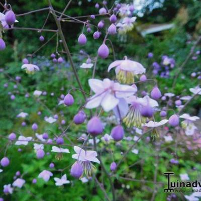 Thalictrum delavayi - PIGAMON - Thalictrum delavayi