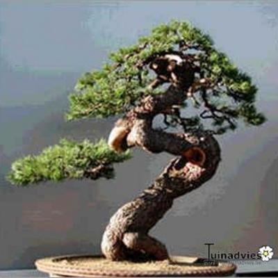 Pinus mugo 'Benjamin' - 