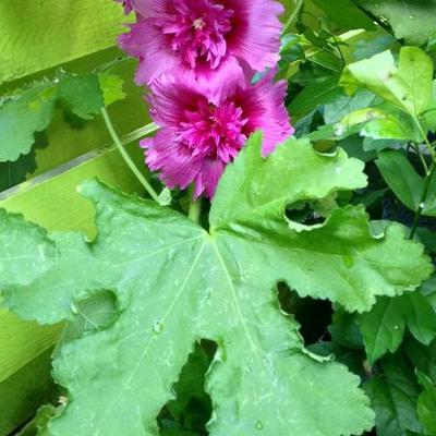 Alcea rosea  'SPRING CELEBRITIES Purple' - 