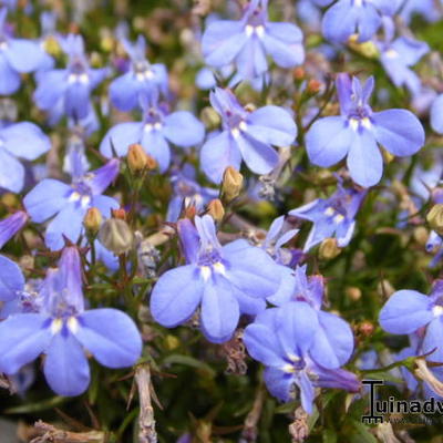 Lobelia richardsonii - 