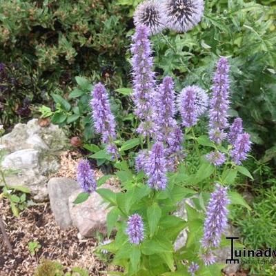 Agastache 'Blue Fortune' - Agastache 'Blue Fortune'