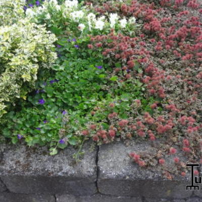 Acaena microphylla 'Kupferteppich' - Acaena microphylla 'Kupferteppich'