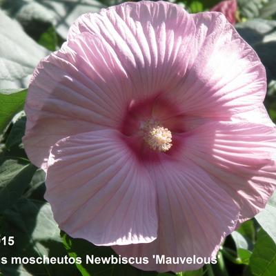 Hibiscus moscheutos Newbiscus ‘Mauvelous’ - 