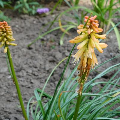 Kniphofia 'Creamsicle' - 