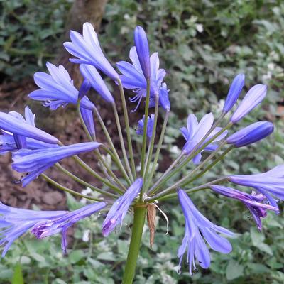 Agapanthus 'Tornado' - 