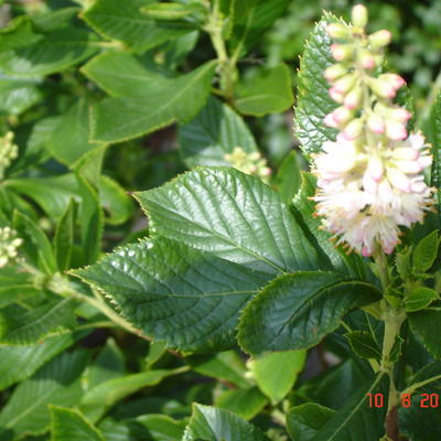 Clethra alnifolia 'Pink Spire'