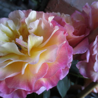 Rosa 'Gorgeous' - 