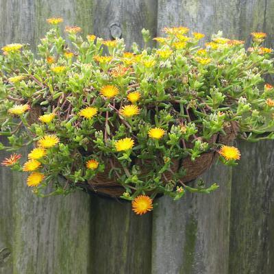 Delosperma WHEELS OF WONDER 'Orange Wonder' - 