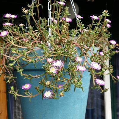 Delosperma WHEELS OF WONDER 'Violet Wonder' - 