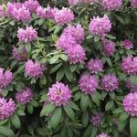 Rhododendron ponticum - Rhododendron de la mer Noire