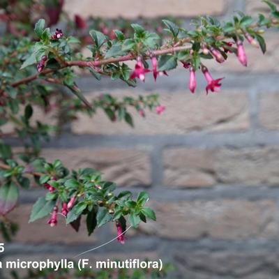 Fuchsia microphylla - 