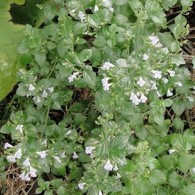 Calamintha nepeta ssp nepeta - Calamintha nepeta ssp nepeta