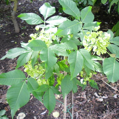 Ptelea - Ptelea trifoliata