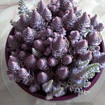 Orostachys iwarenge - 