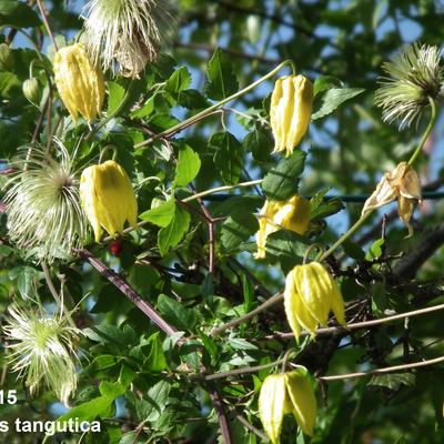 Clematis tangutica - Clematis tangutica