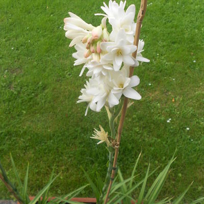 Polianthes tuberosa 'The Pearl' - 