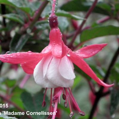 Fuchsia 'Madame Cornelissen'