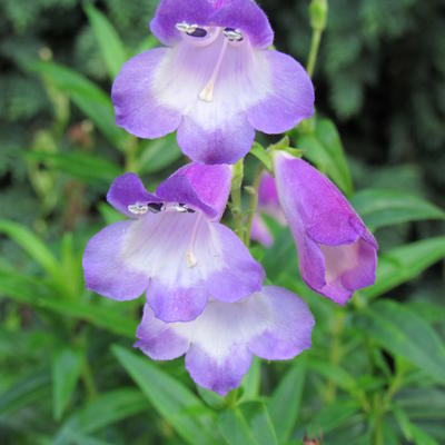 Penstemon 'Sour Grapes' - Penstemon 'Sour Grapes'