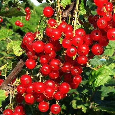 Ribes rubrum 'Red Poll' - 