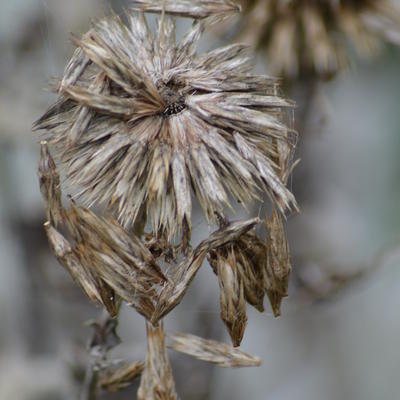 Azurite (flore) - Echinops ritro