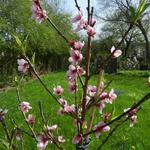 Prunus persica var nucipersica 'Madame Blanchet' - 