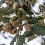 Korkeiche - Quercus suber