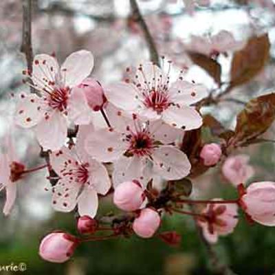 Prunus domestica - Pflaume - Prunus domestica