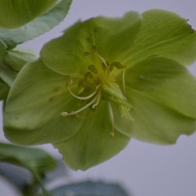 Helleborus argutifolius - Hellébore de Corse - Helleborus argutifolius