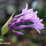 Knoblauchs-Kaplilie - Tulbaghia violacea