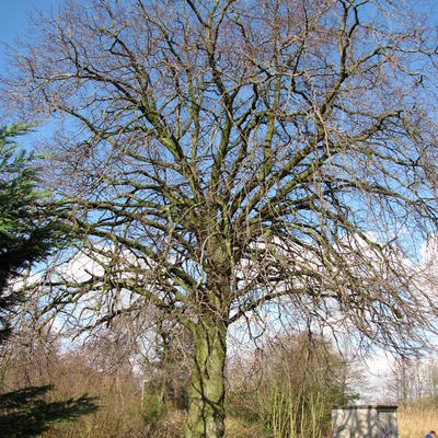 Tilleul à petites feuilles - Tilia cordata