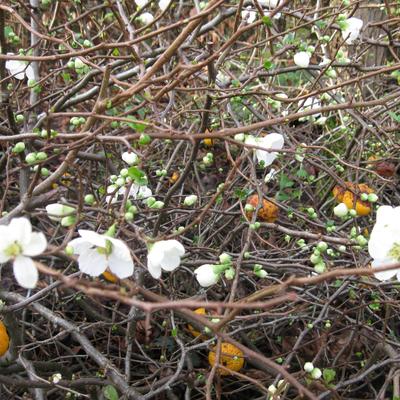 Chaenomeles x superba 'Jet Trail'