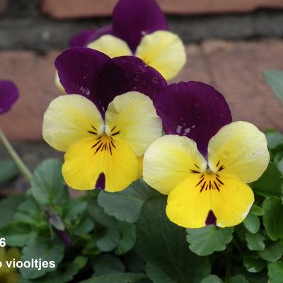 Viola - Viola