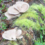 Pleurotus ostreatus - Pleurotus ostreatus - Austern-Seitling