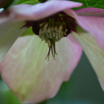 Helleborus orientalis - 