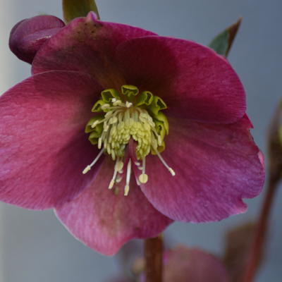 Helleborus x nigercors 'Anna's Red' - Helleborus nigercors 'Anna's Red' - Helleborus x nigercors 'Anna's Red'