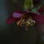Helleborus x nigercors 'Anna's Red'