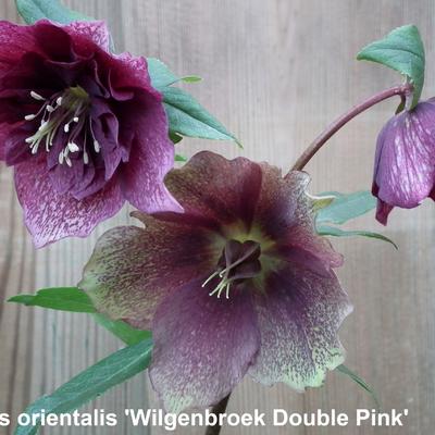 Helleborus orientalis 'Wilgenbroek Double Pink' - 