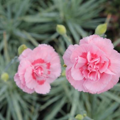 Dianthus plumarius 'Doris'