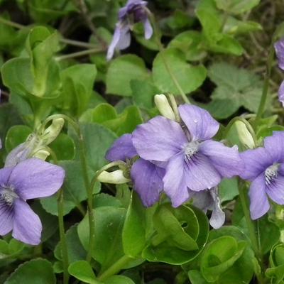 Viola riviniana - 