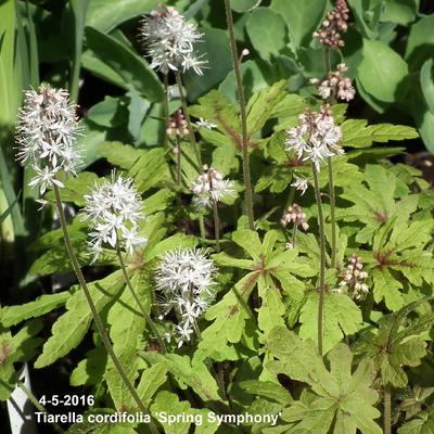 Tiarella cordifolia 'Spring Symphony' - Tiarella cordifolia 'Spring Symphony'