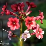 Primula japonica - Primula japonica