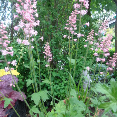 HEUCHERELLA 'BRIDGET BLOOM' - X Heucherella alba 'Bridget Bloom'