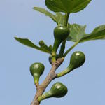 Ficus carica 'Pingo de Mel' - 