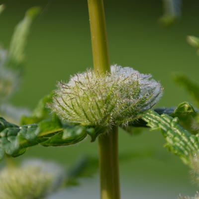 Phlomis tuberosa 'Amazone' - Phlomis tuberosa 'Amazone'