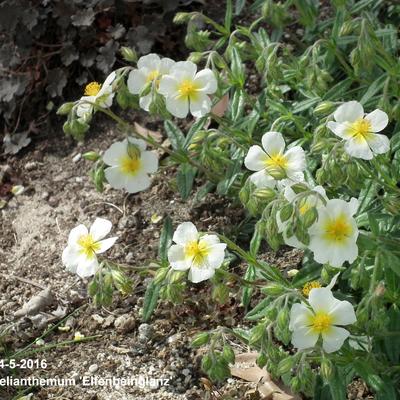 Helianthemum 'Elfenbeinglanz' - Helianthemum 'Elfenbeinglanz'