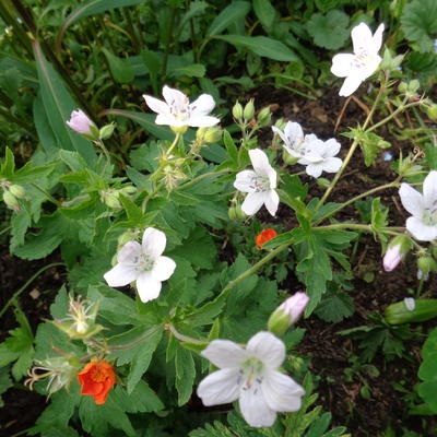 Geranium x oxonianum 'Trevor's White' - 