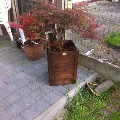 Acer palmatum 'Orangeola' - 