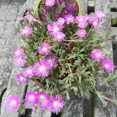 Delosperma aberdeenense - 